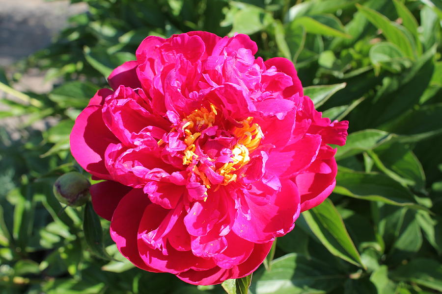 Sensual Royal Peony Photograph by Larissa Davydova - Fine Art America