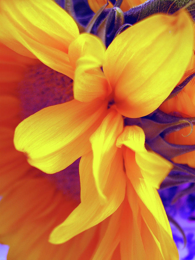 Sensual Sunflower Photograph by Michael Cinnamond