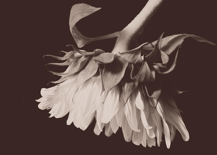 Sensual Sunflower on Black Photograph by Joni Eskridge