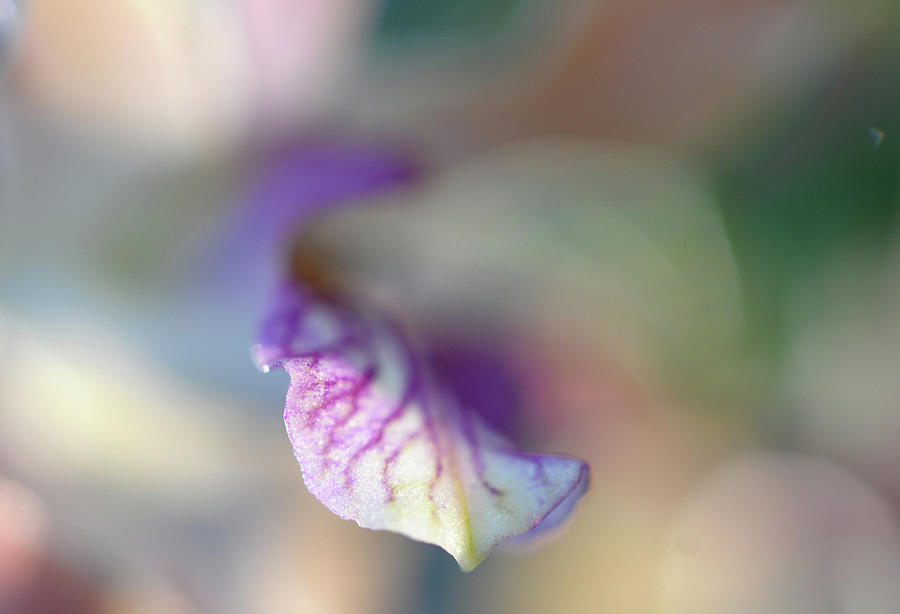 Sensual Touch Of Exotic. Orchid I Photograph