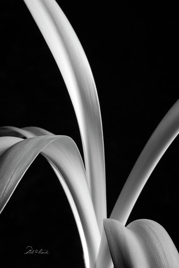 Sensuous Amaryllis Leaves Photograph by Frederic A Reinecke