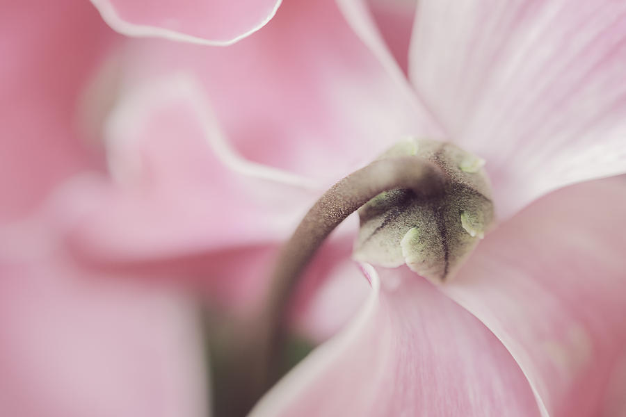 Sensuous Cyclamen Photograph by Mary Angelini