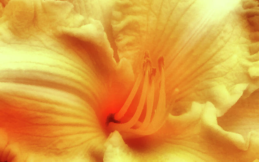 Sensuous Lily Photograph by Kristin Elmquist