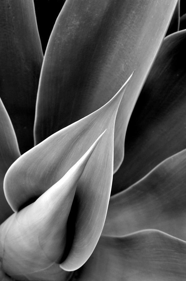 Sensuous Succulent Rays Photograph by Sandy Fisher