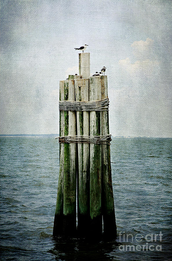 Bird Photograph - Sentinel by Joan McCool