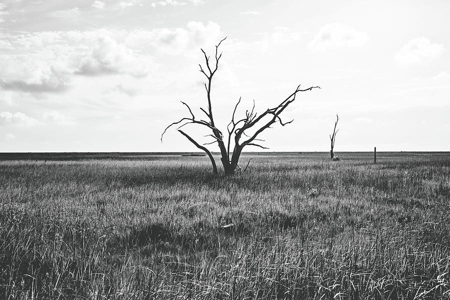 Sentinel of the Marsh - bw Photograph by Scott Pellegrin