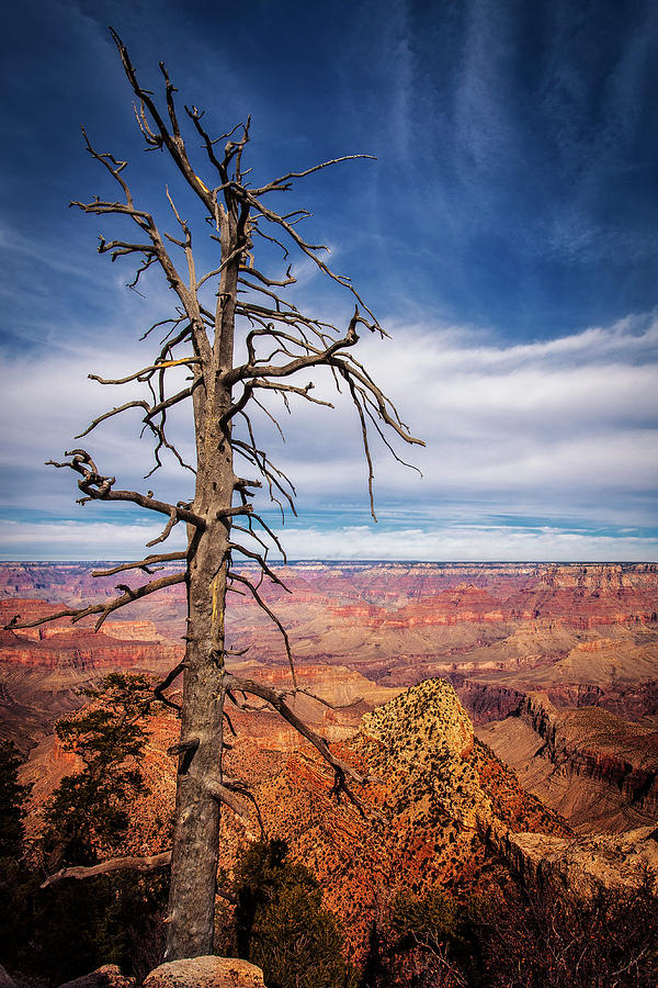 Sentinel over  the Canyon Photograph by Andrew Soundarajan