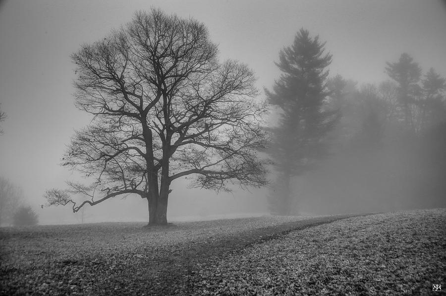 Sentinel Tree Photograph by John Meader
