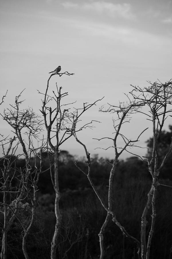 Sentinel Photograph by Wendy Milazzo - Fine Art America