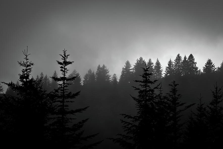 Nature Photograph - Sentinels in the Mist by Steven Ford