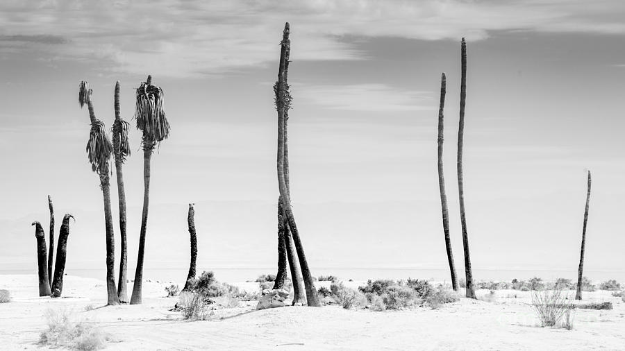 Sentinels of the Salton Sea Photograph by Jim DeLillo