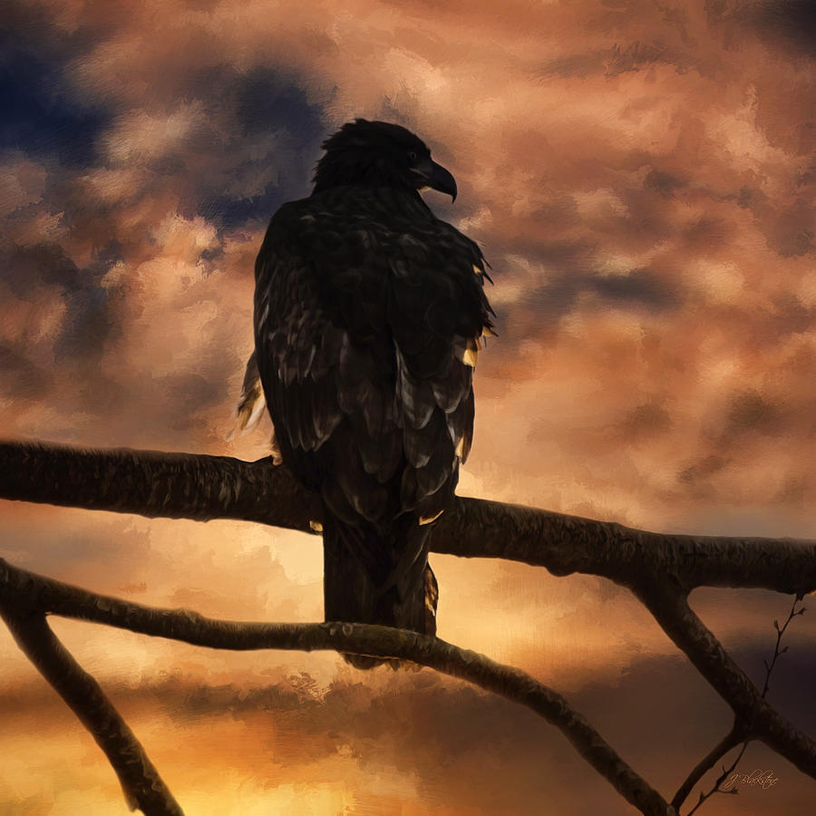 Sentry - Eagle Art Photograph by Jordan Blackstone