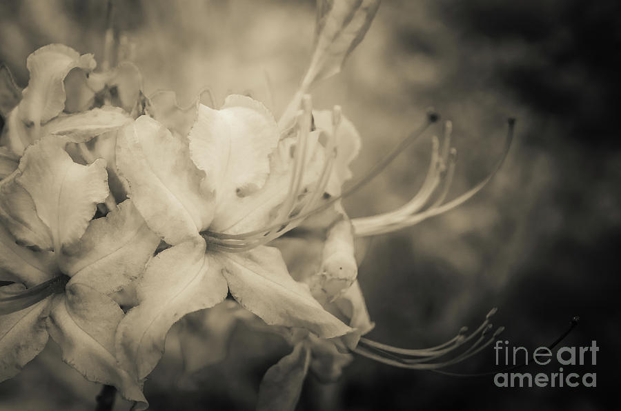 Sepia Aged Rhododendron Blooms Nature / Floral Photograph Photograph by PIPA Fine Art - Simply Solid
