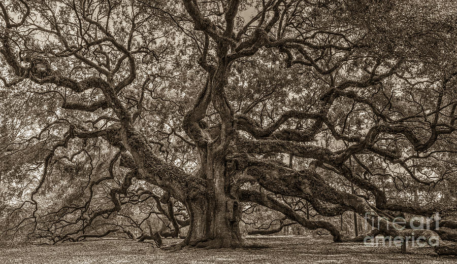 Sepia Angel Oak Mod Photograph