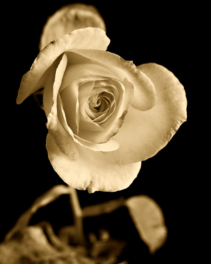 Sepia Antique Rose Photograph by M K Miller