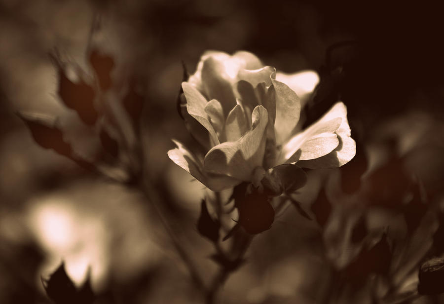 Nature Photograph - Sepia Blossom by Jessica Jenney