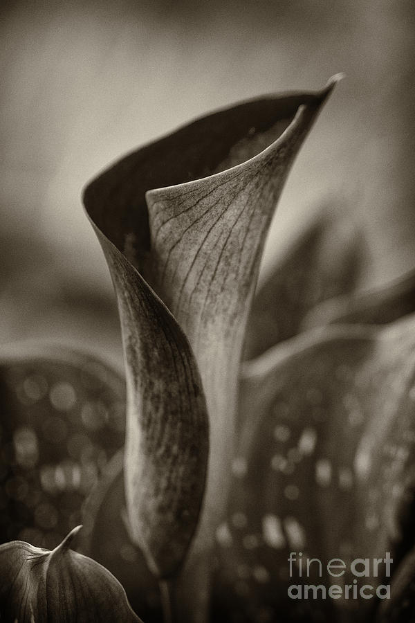 Up Movie Photograph - Sepia Calla Lily by Clare Bambers
