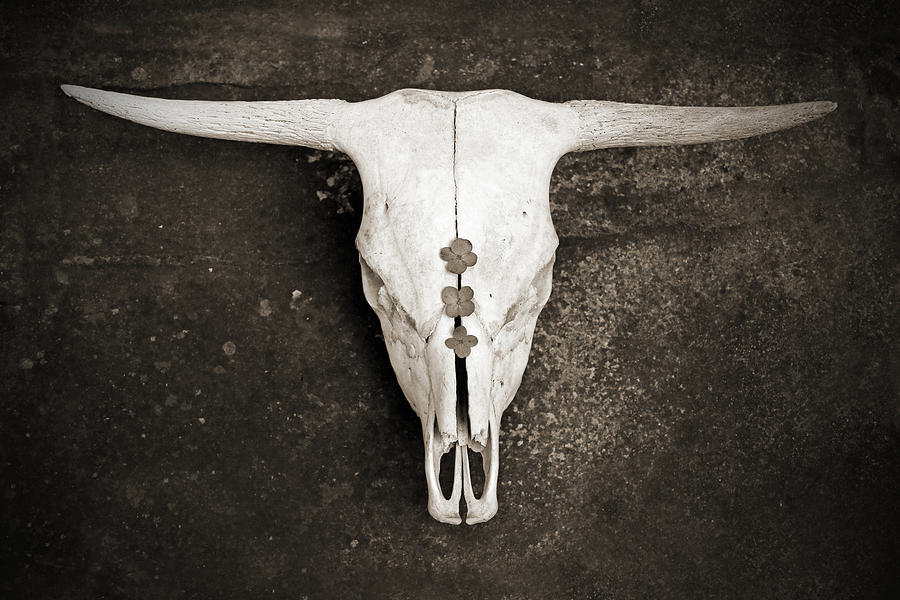 Sepia Cattle Skull on Stone Photograph by Brooke T Ryan