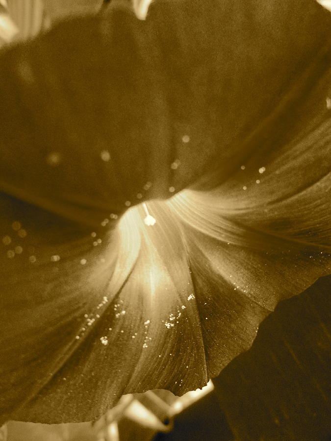 Sepia Clematis Photograph by Trish Hale
