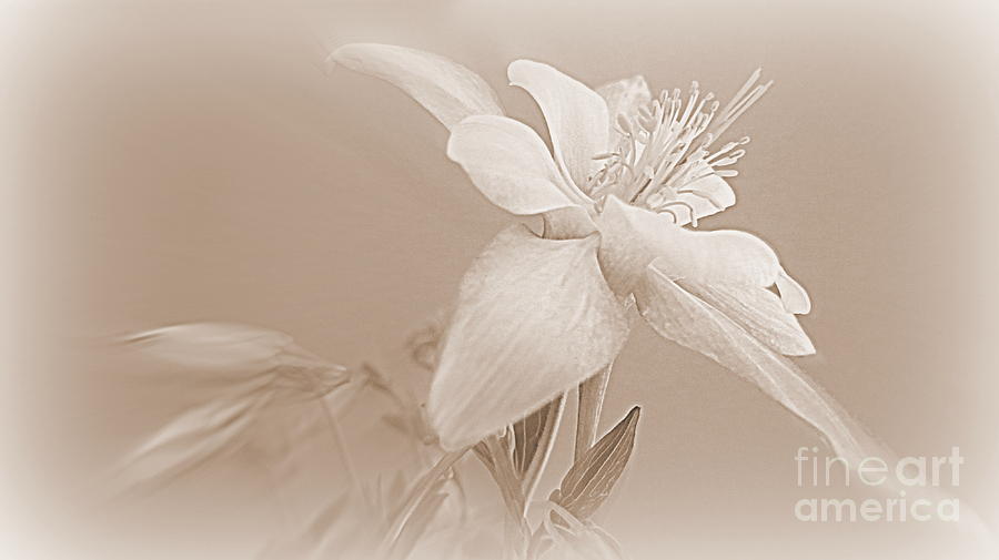 Sepia Columbine Flower Photograph by Kay Novy