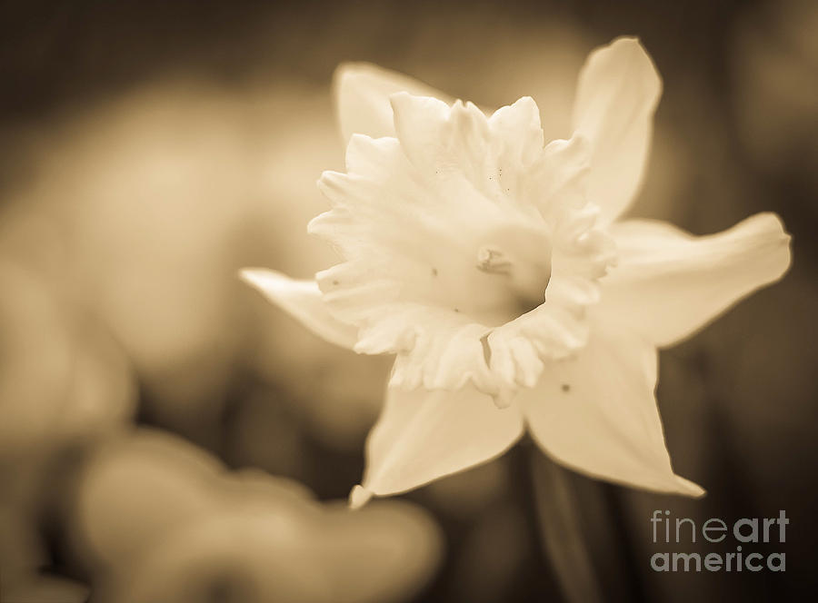 Sepia Daffodil  Photograph by Alissa Beth Photography