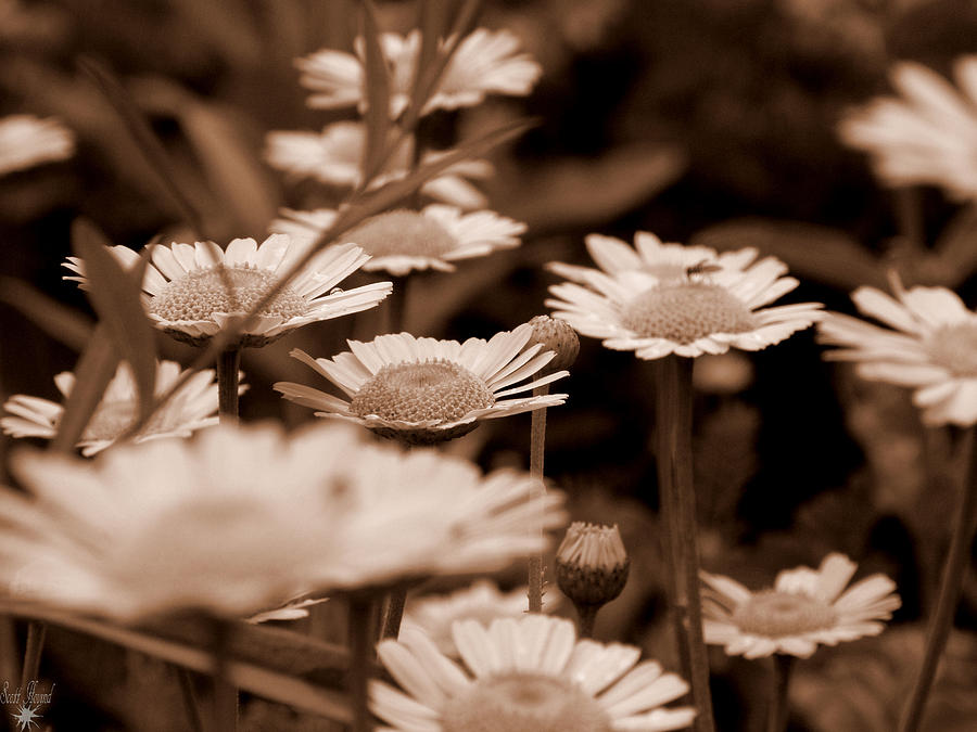 Sepia Daisies Photograph by Scott Hovind