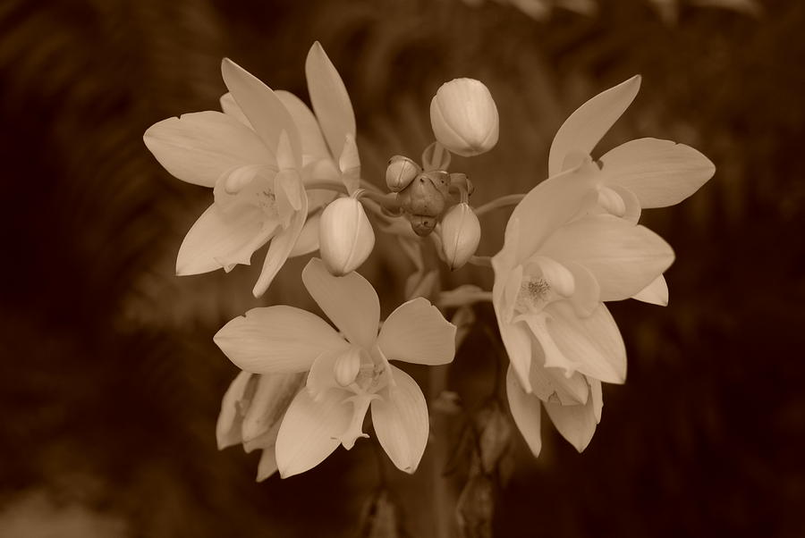 Sepia Flower Photograph by Rob Hans