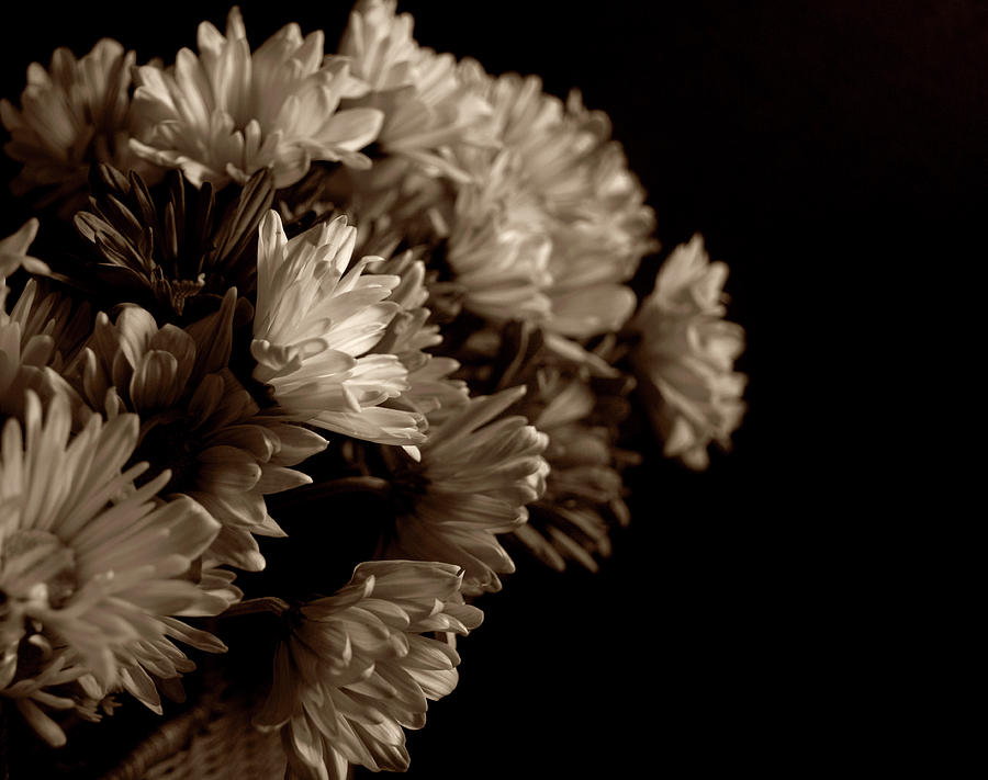 Flowers Photograph - Sepia Flowers 2 by Jessica Wakefield Flowers Photograph - Sepia Flowers 2 by Jessica Wakefield