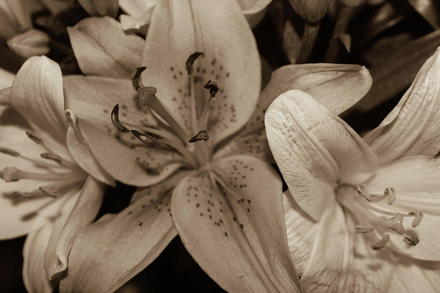 Sepia Flowers Photograph by Carolyn Ricks