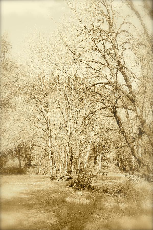 Sepia Forest Photograph