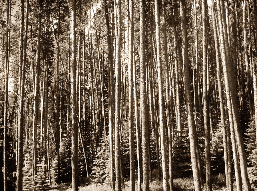 Sepia Forest Photograph by Marilyn Hunt