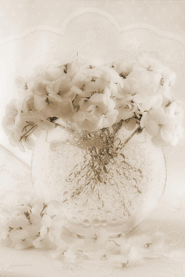 Sepia Geraniums In Bubble Vase Photograph by Sandra Foster