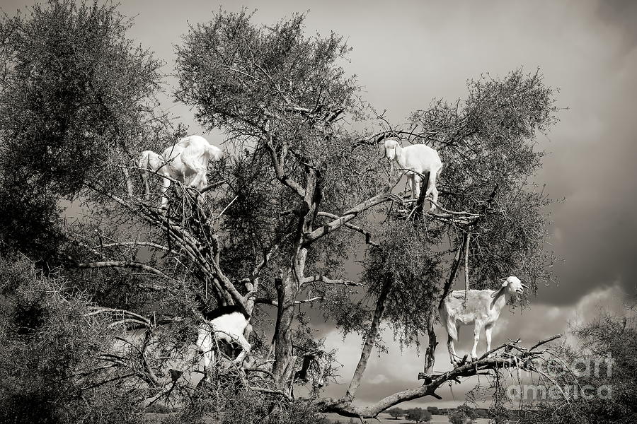 Sepia Goats in Tree Morocco 2 of 4 Photograph by Chuck Kuhn