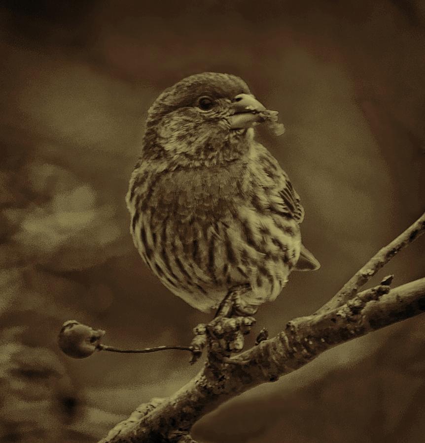 Sepia House Finch Photograph by Dale Kauzlaric