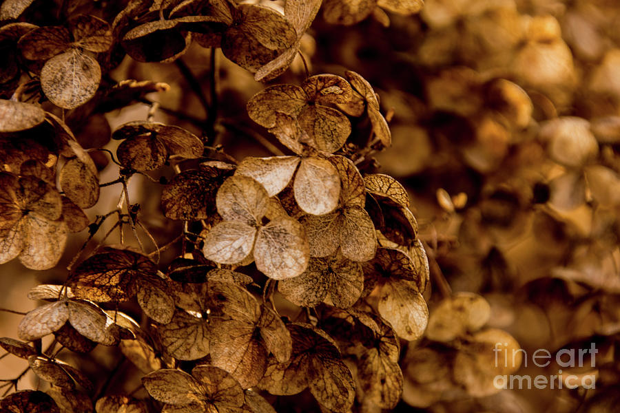 Sepia Hydrangea by Julie Chambers Sepia Hydrangea by Julie Chambers