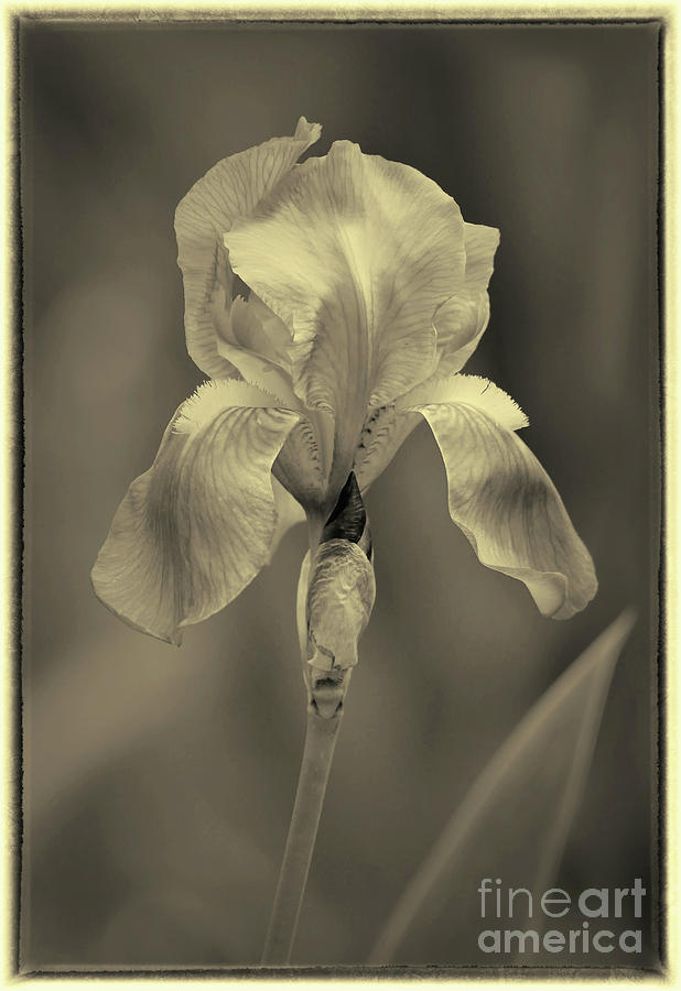 Sepia Iris  Photograph by Karen Adams