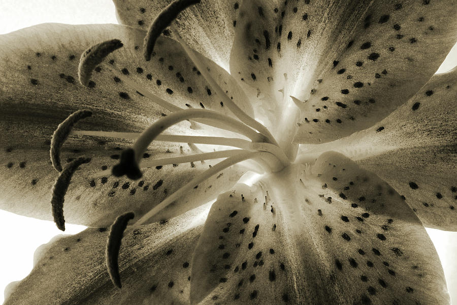 Sepia Lily. Photograph by Terence Davis