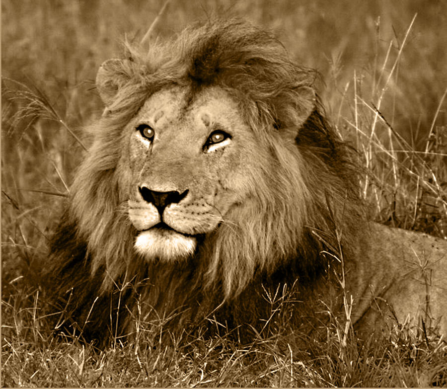 Lion Photograph - Sepia Lion by Nancy D Hall