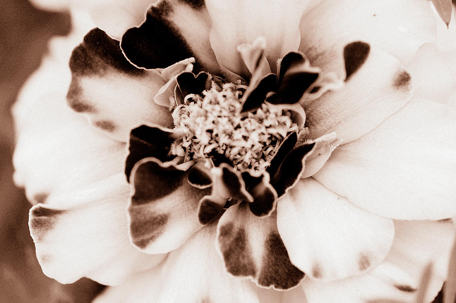 Sepia Marigold by Christine Ricker Brandt Sepia Marigold by Christine Ricker Brandt