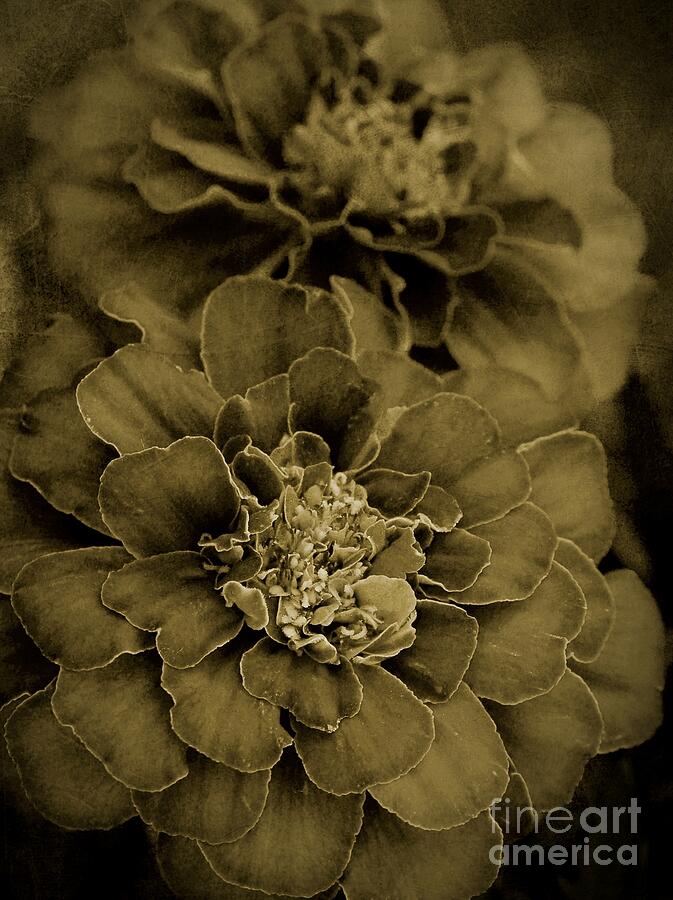 Sepia Marigolds Photograph by Patricia Strand