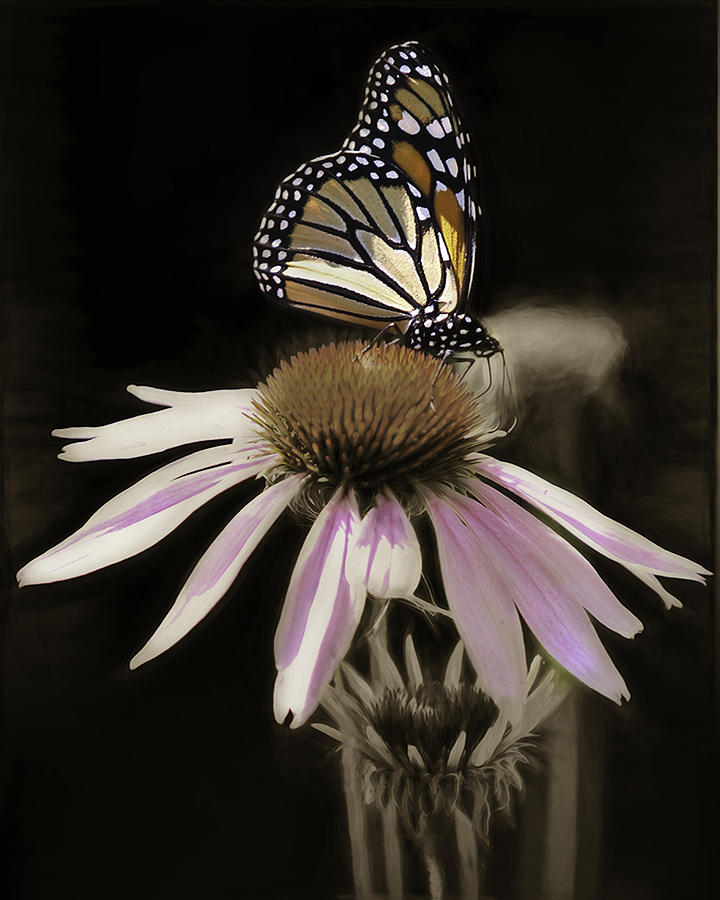 Sepia Monarch Photograph by Rebecca Snyder