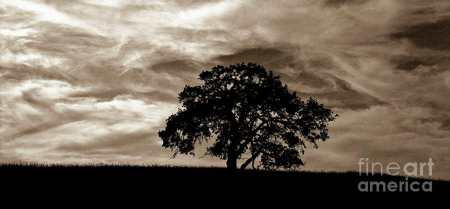 Sepia Oak II Photograph by Jim And Emily Bush