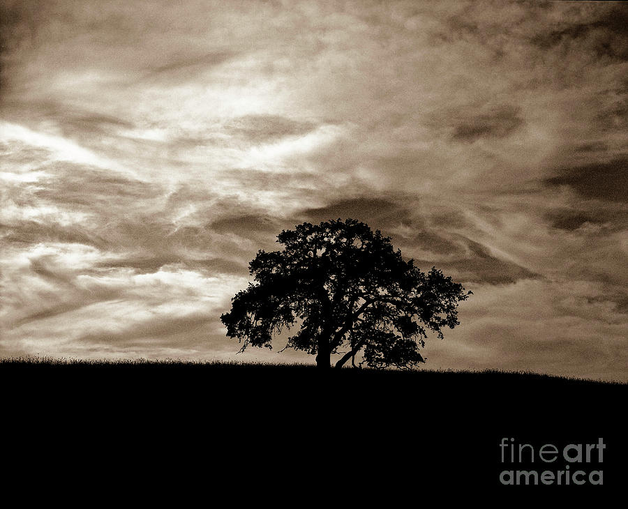 Sepia Oak Photograph by Jim And Emily Bush