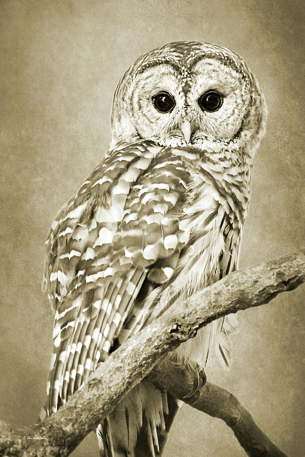 Owl Photograph - Sepia Owl by Christina Rollo