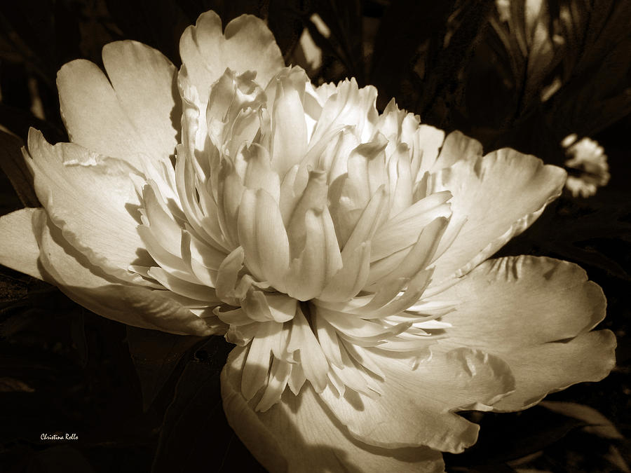Sepia Peony Flower Art Photograph by Christina Rollo