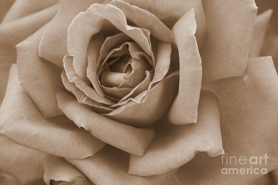 Rose Photograph - Sepia Rose Abstract by Carol Groenen