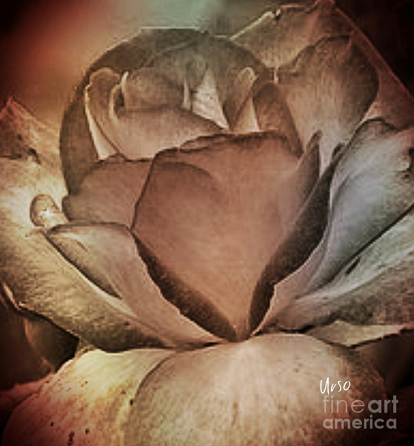 Sepia Rose Blossom Photograph by Maria Urso