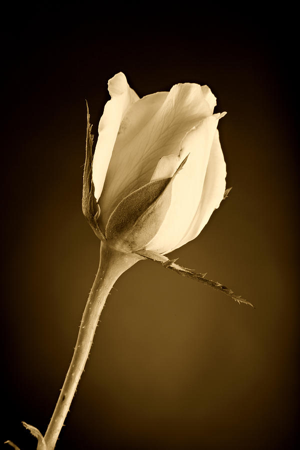 Sepia Rose Bud Photograph by M K Miller