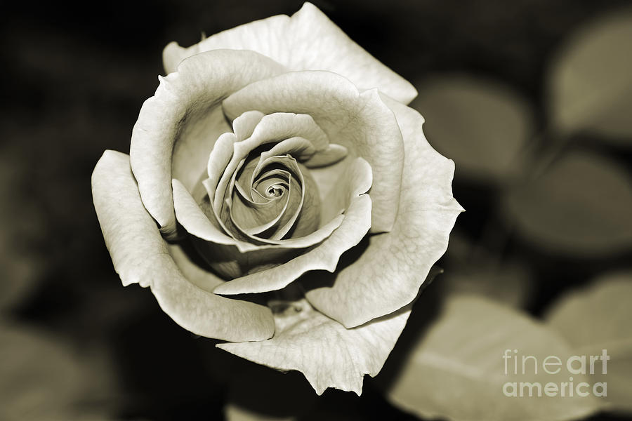Sepia Rose by Kaye Menner Photograph by Kaye Menner