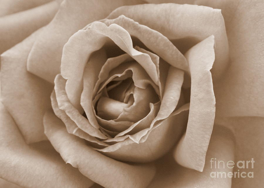 Sepia Rose Photograph by Carol Groenen